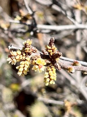 Rhus trilobata flowers up close