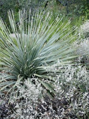 Dasylirion wheeleri with native buckwheat