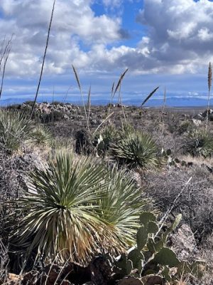 Dasylirion wheeleri growing in its natural habitat south of Hillsboro NM