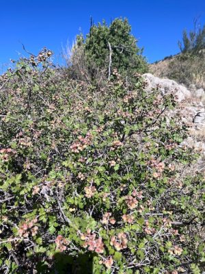Rhus trilobata shrub in flower
