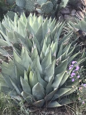 Agave parryi