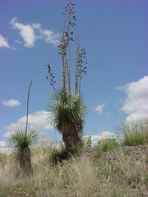 Large Soaptree Yucca, Yucca elata plant with large dry flower stalks