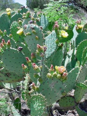 Prickly Pear cactus with numerous yellow flowers.
