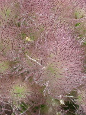 Pink, feathery Apache Plume seeds