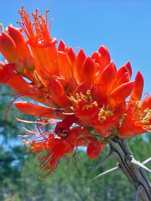 Ocotillo flowers
