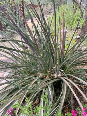 Hesperaloe parviflora