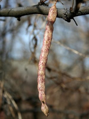 Mature legume pod on Prosopis velutina