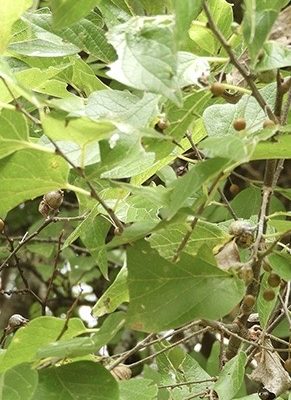 Hackberry leaves close